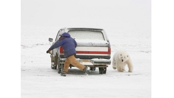 Человек убегает от белого медведя