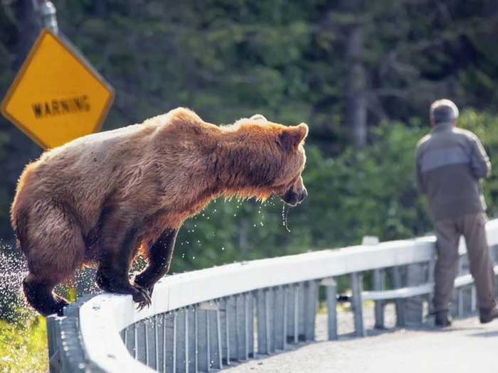 Нападения медведей на людей, фото