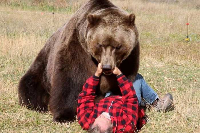 Медведь навис над человеком
