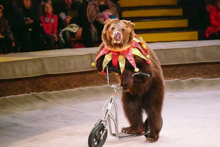 Медведи в цирке