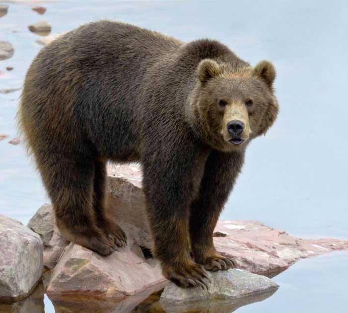 Бурый медведь на севере Америки