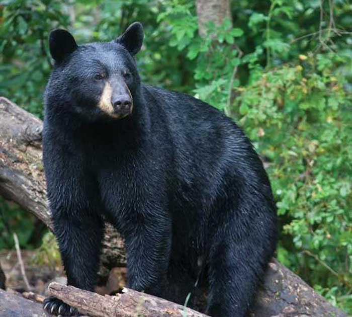 Чёрный медведь на севере Америки