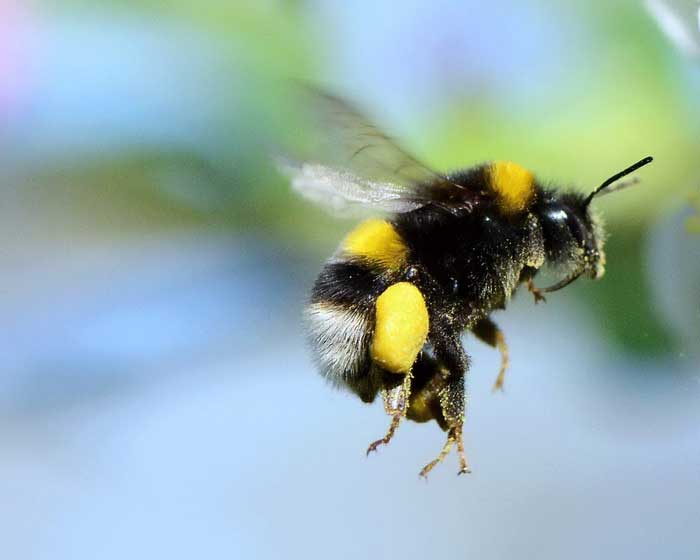 Поведение пчёл
