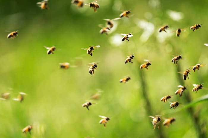 Пчёлы летят за нектаром