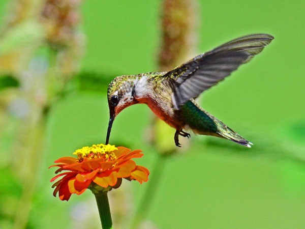 Колибри-пчёлка питается нектаром