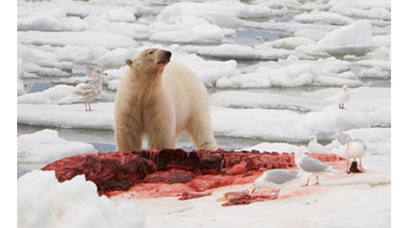 Белый медведь ест белуху