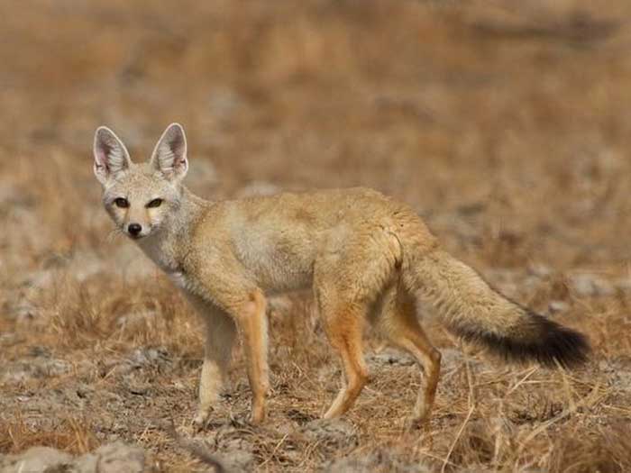 Бенгальская лисица - внешний вид