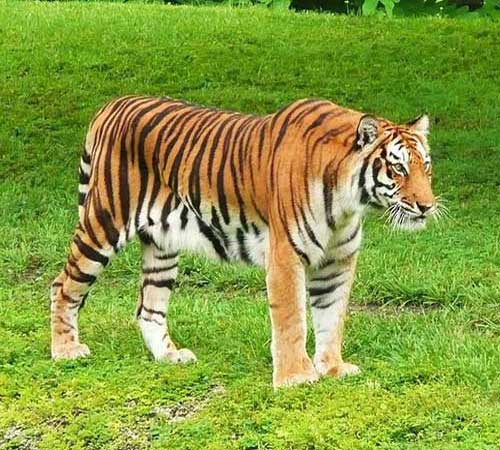 Внешний вид бенгальского тигра