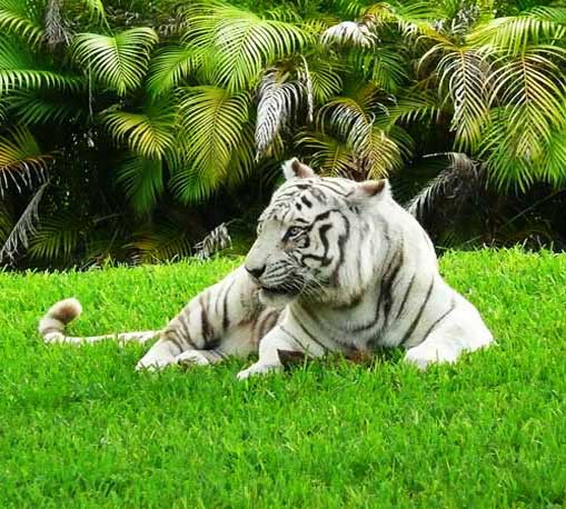 Тигр-альбинос лежит на траве