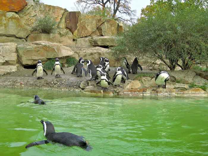 Пингвины в бассейне