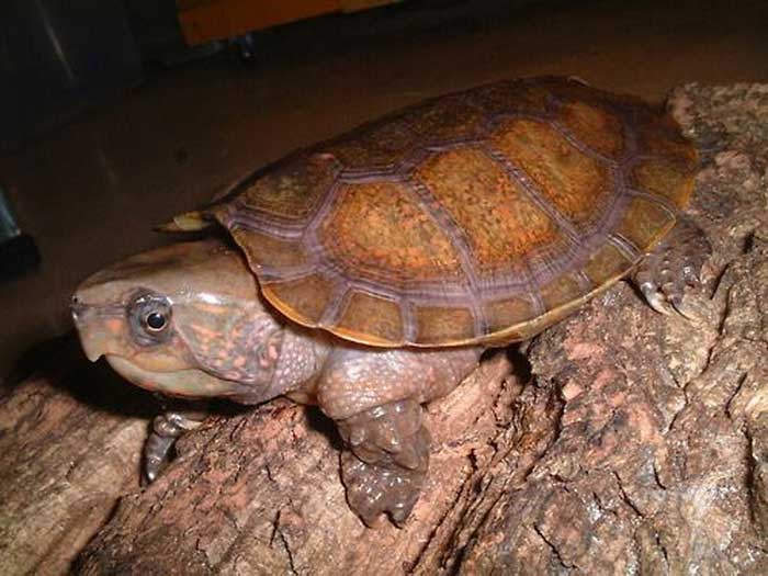 Большеголовая черепаха в ночное время