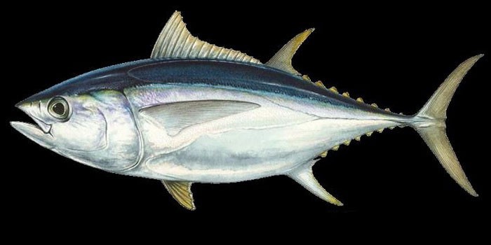 Большеглазый тунец - внешний вид