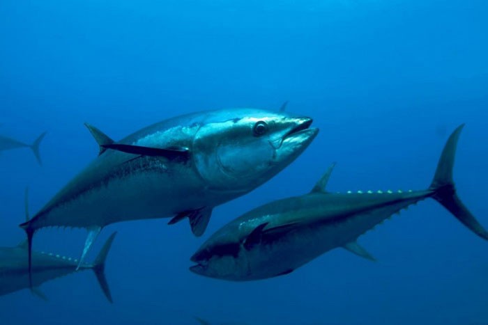 Большеглазые тунцы в воде