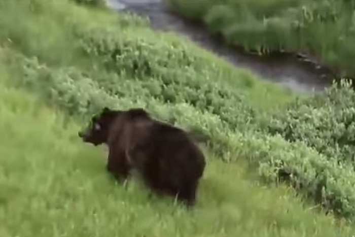 Самый большой медведь в мире - внешний вид