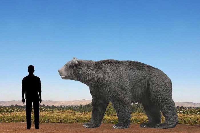 Медведь и человек