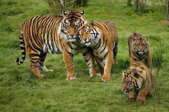 Тигриная семья