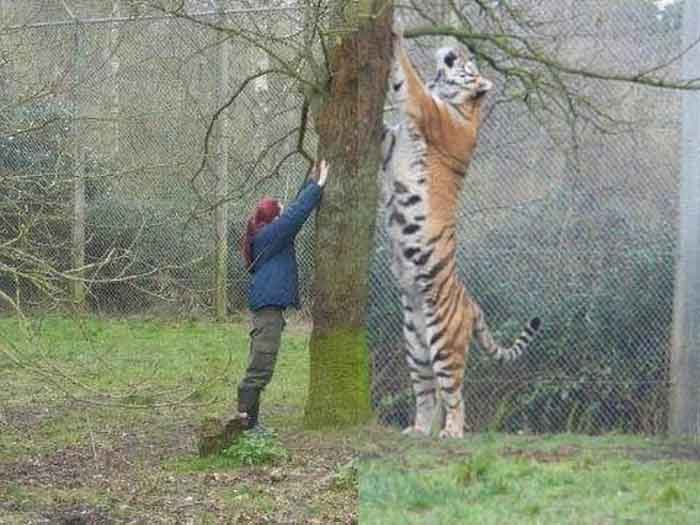 Человек и тигр возле дерева