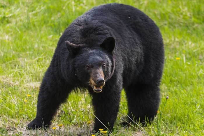 Чёрный медведь на траве