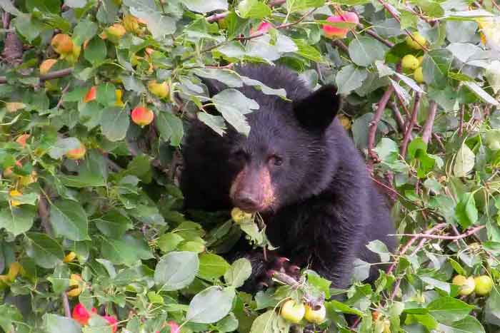 Чёрный медведь лакомится фруктамм