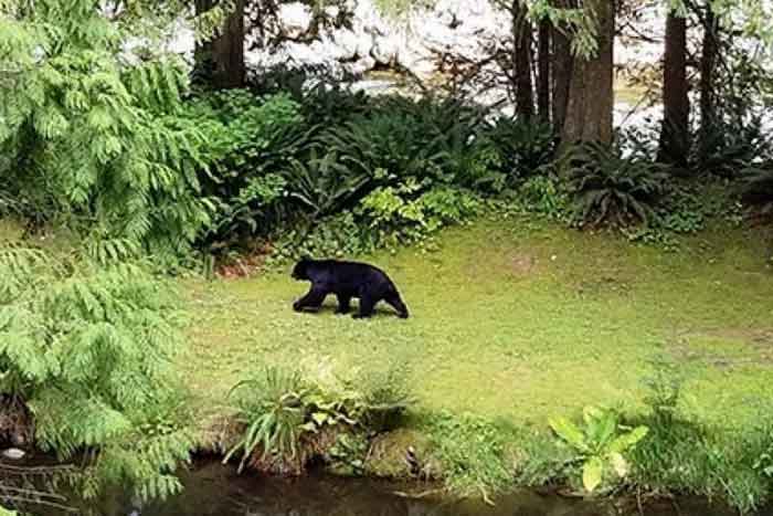 Чёрный медведь на расстоянии