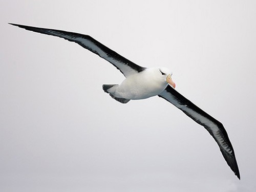 Чернобровый альбатрос в воздухе
