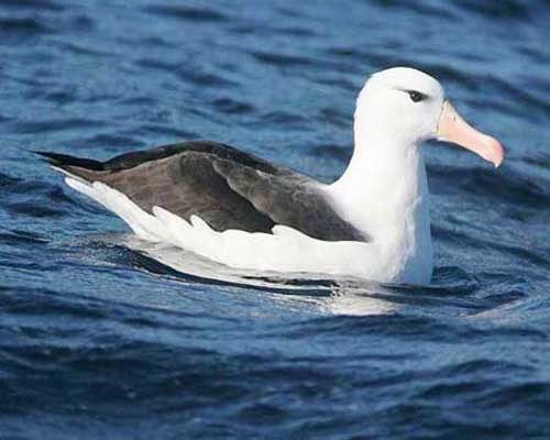 Чернобровый альбатрос на воде