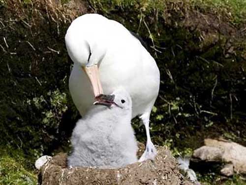 Альбатрос с птенцом