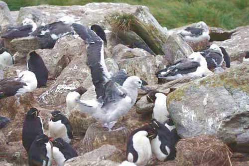 Альбатросы с пингвинами