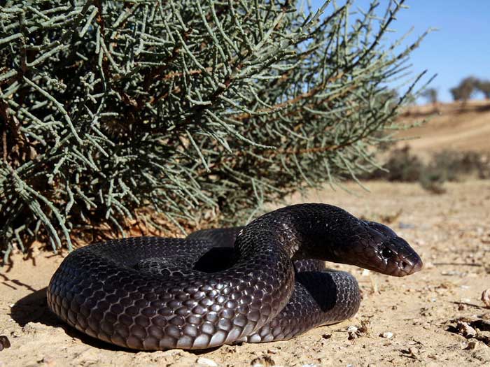 Египетская пустынная кобра, описание, фотографии