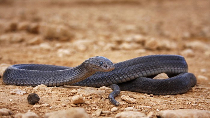 Египетская пустынная кобра лежит на земле