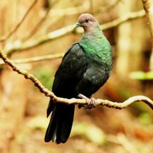 Чёрный голубь сидит на ветке дерева