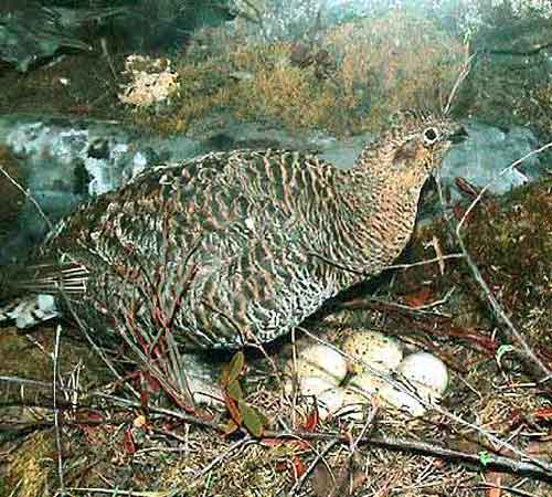 Самка возле гнезда с яйцами