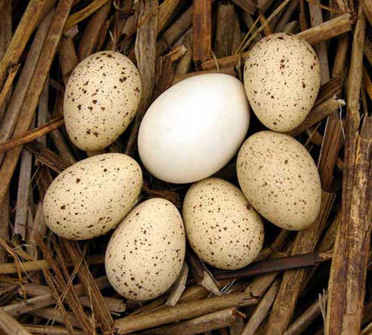 Яйцо черноголовой утки с яйцами другой птицы