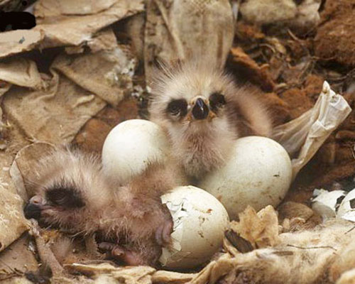Птенцы вылупляются из яиц