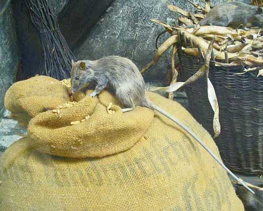 Чёрная крыса сидит на мешке с зерном