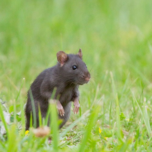 Чёрная крыса среди травы