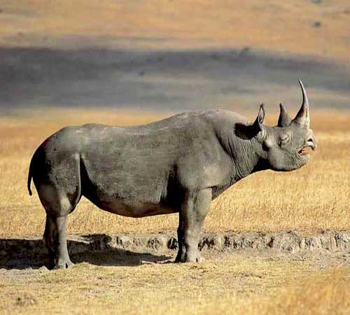 Чёрный носорог, фото