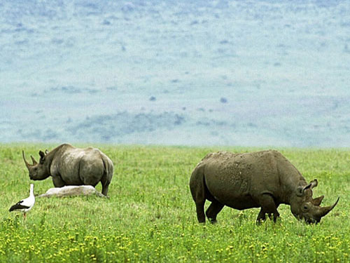 Два носорога пасутся