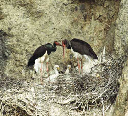 Самец, самка и птенцы в гнезде
