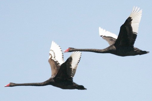 Чёрные лебеди в воздухе