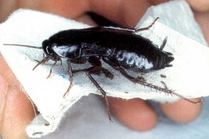 Чёрный таракан, описание, фото