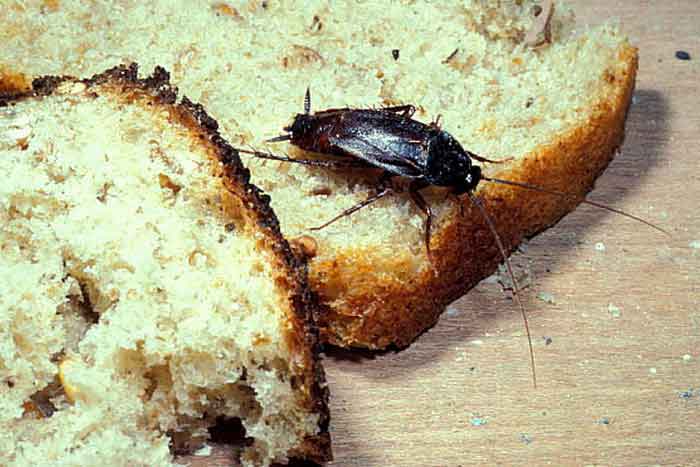 Чёрный таракан на хлебе