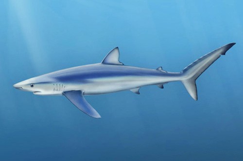 Внешний вид голубой акулы