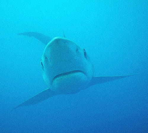 Вид на голубую акулу спереди