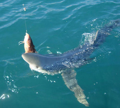 Голубая акула схватила рыбу
