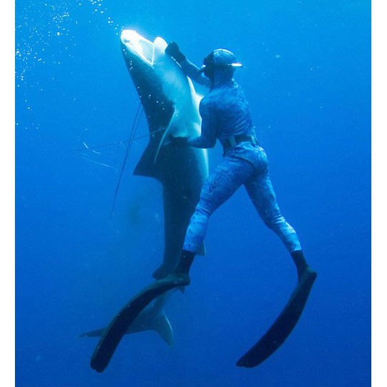Человек наносит удар акуле