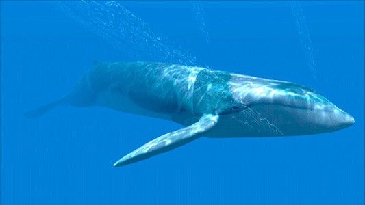 Синий кит (вид сбоку)