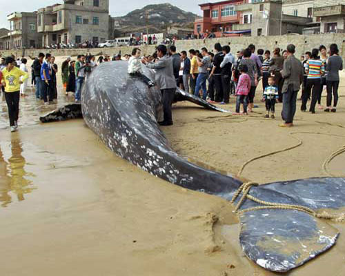 Пойманный людьми синий кит