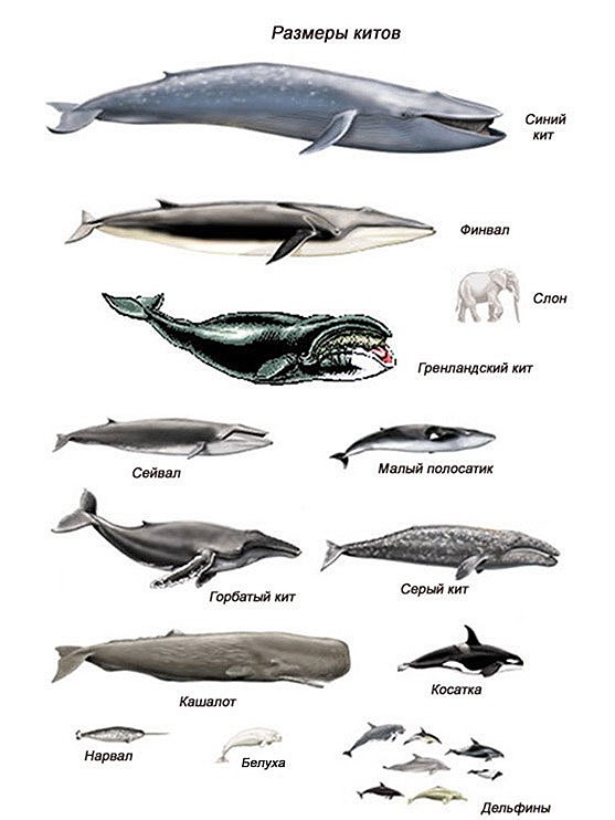 Размеры китов