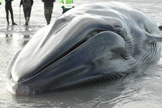 Погибший кит